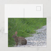 Bunny Briefkaart (Voorkant / Achterkant)