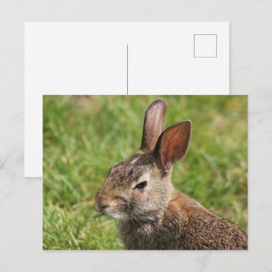 Bunny briefkaart (Voorkant / Achterkant)