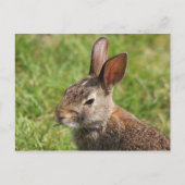 Bunny briefkaart (Voorkant)