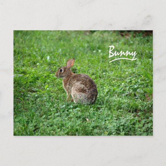 Bunny Briefkaart (Voorkant)