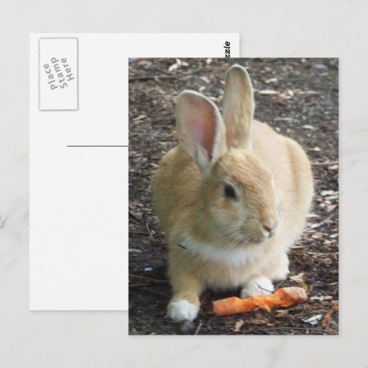 Bunny Briefkaart (Voorkant / Achterkant)