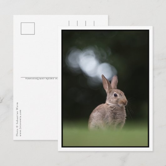 Bunny Briefkaart (Voorkant / Achterkant)