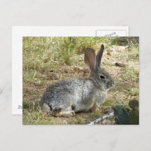 Bunny Briefkaart (Voorkant / Achterkant)