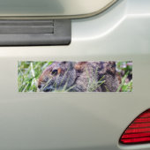 Bunny Bunnies Rabbits Bumpersticker (Op auto)