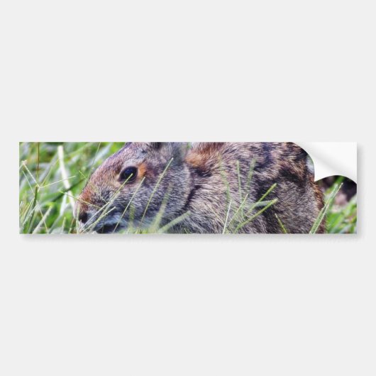 Bunny Bunnies Rabbits Bumpersticker (Voorkant)