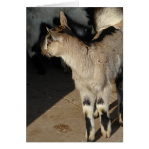 Bunny De Geit Blank In Wenskaart