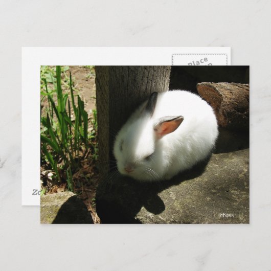 Bunny Dreams briefkaarten (Voorkant / Achterkant)