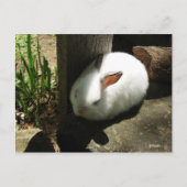 Bunny Dreams briefkaarten (Voorkant)