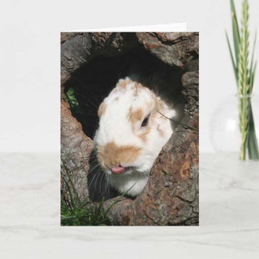 Bunny humbug feestdagen kaart (Voorkant)