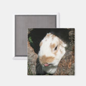 Bunny humbug magnet (Voorkant / Achterkant)