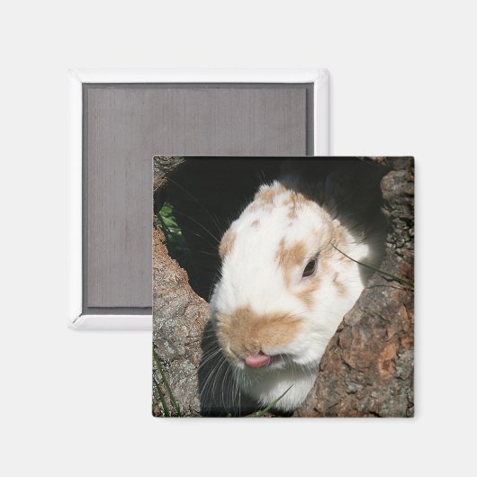 Bunny humbug magnet (Voorkant / Achterkant)