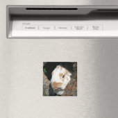 Bunny humbug magnet (Insitu (Vaatwasser))
