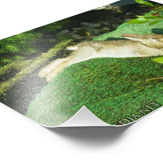 Bunny in Repose Foto Afdruk (Hoek)