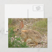Bunny in Supper Briefkaart (Voorkant / Achterkant)