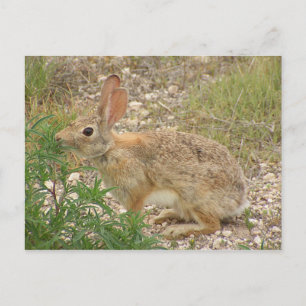 Bunny in Supper Briefkaart