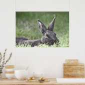 Bunny In The Grass kunstwerk Poster (Keuken)