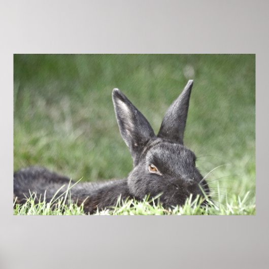 Bunny In The Grass kunstwerk Poster (Voorkant)