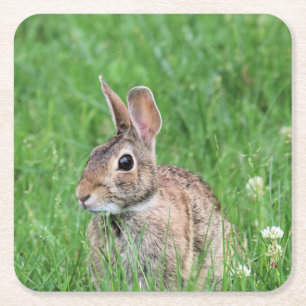 Bunny Kartonnen Onderzetters