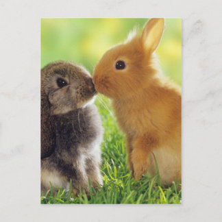 Bunny Kiss Briefkaart