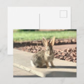 bunny konijnenfoto Paaslente Briefkaart (Voorkant / Achterkant)