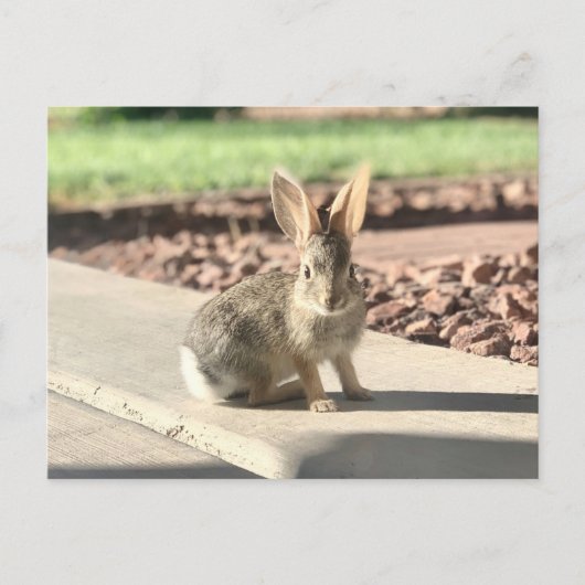 bunny konijnenfoto Paaslente Briefkaart (Voorkant)