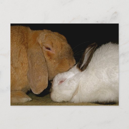 bunny love briefkaart (Voorkant)