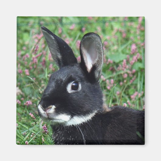 Bunny magnet (Voorkant)