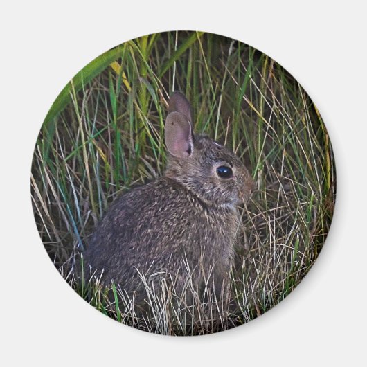 Bunny Magnet (Voorkant)