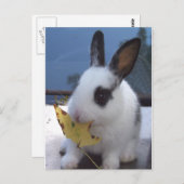 Bunny met blad briefkaart (Voorkant / Achterkant)