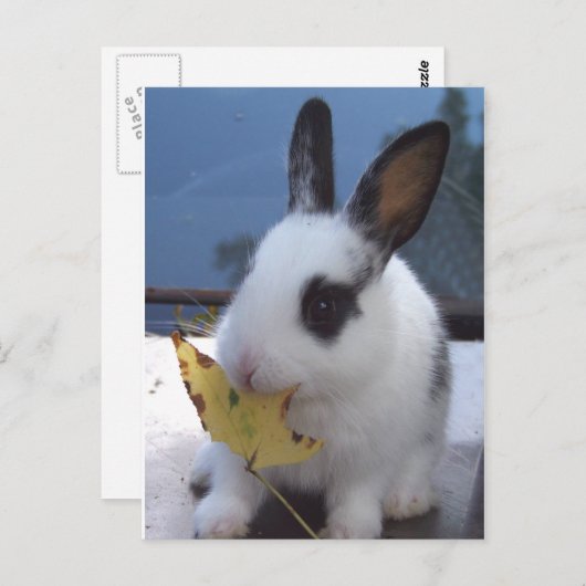 Bunny met blad briefkaart (Voorkant / Achterkant)