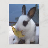 Bunny met blad briefkaart (Voorkant)