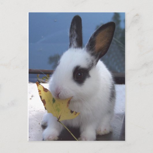 Bunny met blad briefkaart (Voorkant)