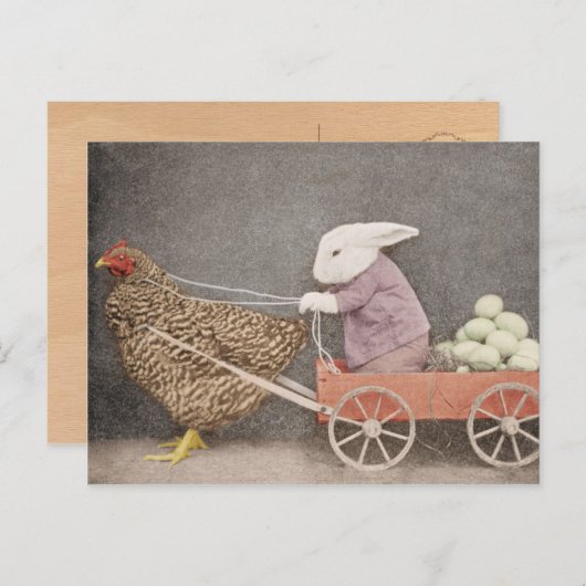 Bunny met zijn kippenkar briefkaart (Voorkant / Achterkant)