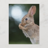 Bunny Natuur Foto Briefkaart (Voorkant)