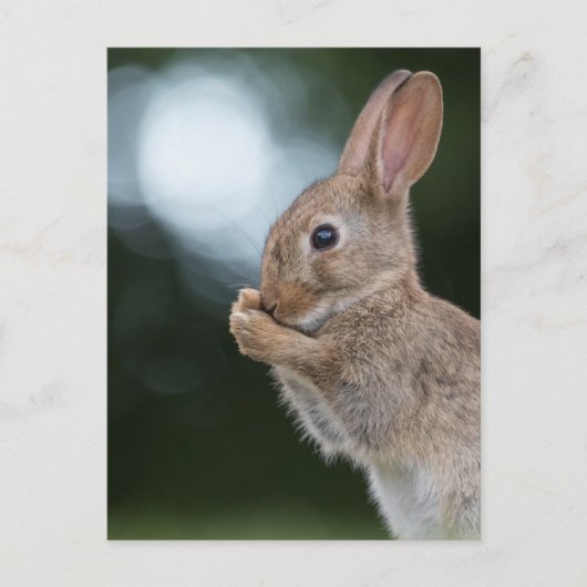 Bunny Natuur Foto Briefkaart (Voorkant)