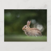 Bunny Natuur Foto Briefkaart (Voorkant)