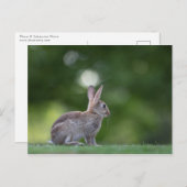 Bunny Photo Briefkaart (Voorkant / Achterkant)