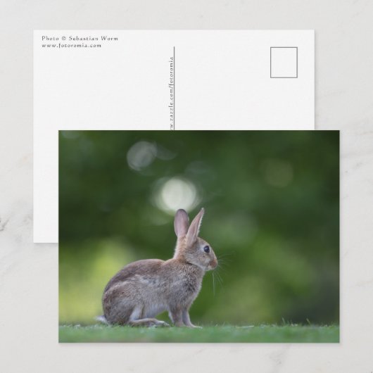 Bunny Photo Briefkaart (Voorkant / Achterkant)