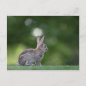Bunny Photo Briefkaart (Voorkant)