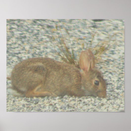 Bunny Photo Poster (Voorkant)