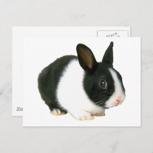 Bunny Rabbit Black en White Briefkaart (Voorkant / Achterkant)