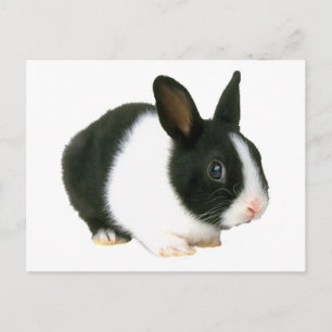 Bunny Rabbit Black en White Briefkaart