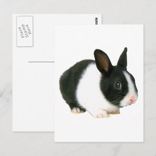 Bunny Rabbit Black en White Briefkaart (Voorkant / Achterkant)