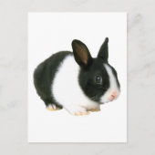 Bunny Rabbit Black en White Briefkaart (Voorkant)