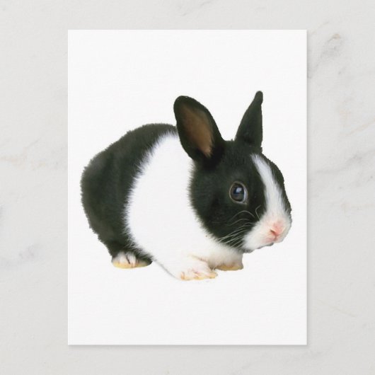 Bunny Rabbit Black en White Briefkaart (Voorkant)