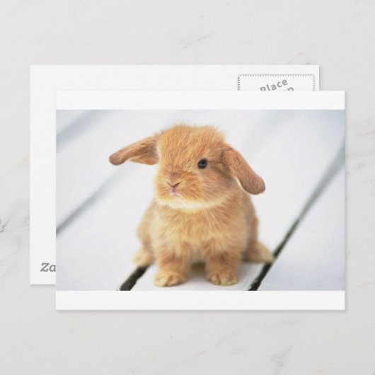 Bunny Rabbit Briefkaart (Voorkant / Achterkant)