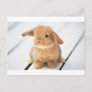 Bunny Rabbit Briefkaart