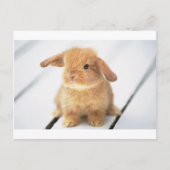 Bunny Rabbit Briefkaart (Voorkant)