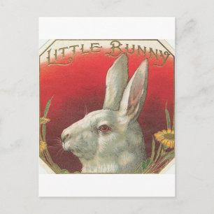  Bunny Rabbit Briefkaart