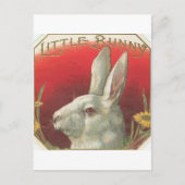 Bunny Rabbit Briefkaart (Voorkant)